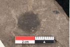 Foto (Detailansicht) von Banksia longifolia Ettingshausen (NHMW-GEO-2024-0188-8063a)
